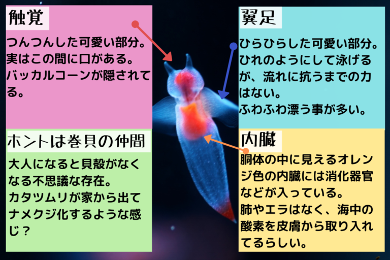 流氷の天使クリオネの雑学豆知識!名前の由来や天敵、バッカルコーンでの捕食について - きたうみ日誌