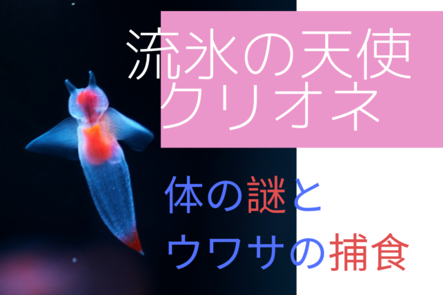 流氷の天使クリオネって結局何なの 名前の由来や体のヒミツ 天敵や捕食の謎まとめ えぞめぐり