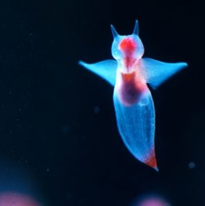 流氷の天使クリオネって結局何なの 名前の由来や体のヒミツ 天敵や捕食の謎まとめ えぞめぐり