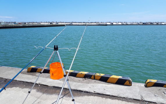 【こまい(氷下魚)の美味しい食べ方】一夜干し・天ぷらも美味しい！下処理はハサミで簡単