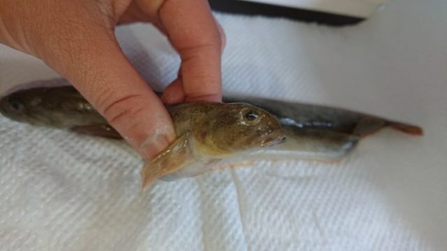 十勝の旭浜でぬるぬるする魚が釣れたので食べてみた！名前はギンポ？ガンジ？ナガヅカ？ワラヅカ？