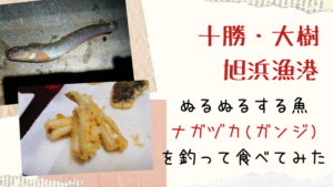 十勝の旭浜で変な魚、ガンジを釣ったので天ぷらにして食べてみた話