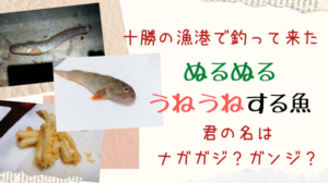 十勝の漁港でぬるぬるする変な魚を釣って来た話