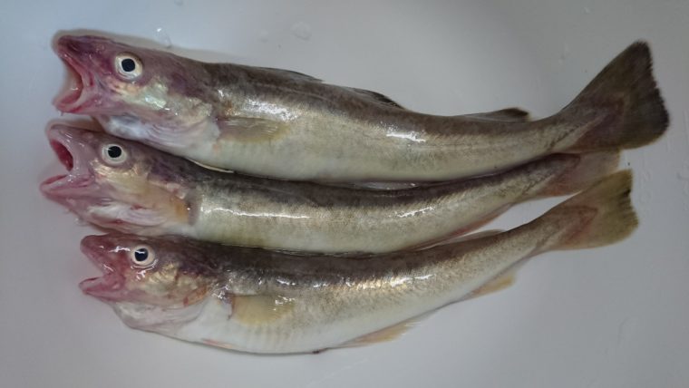 【こまい(氷下魚)の美味しい食べ方】一夜干し・天ぷらも美味しい！下処理はハサミで簡単