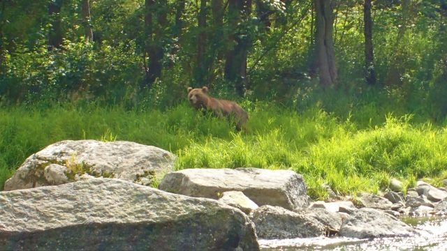 【北海道羆事件】カムイエクウチカウシ山で福岡大ワンフォを襲った熊が中札内の日高山脈山岳センターに！