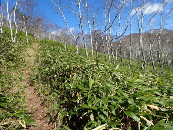 十勝・鹿追の然別湖でナキウサギを見られると聞いたので白雲山・天望山を縦走してみた