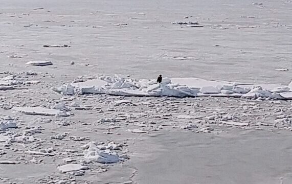 冬の網走で観光砕氷船おーろらに乗って流氷を見た感想まとめ!オジロワシも見られたり流氷なおやつを満喫した話