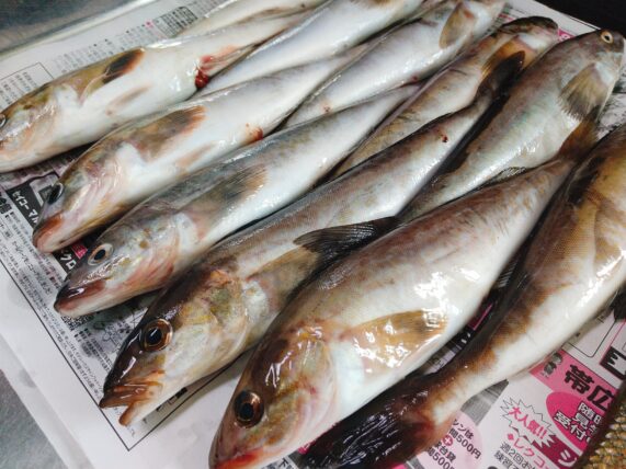 釣ってきたホッケをさばいて、天ぷら・フライ・塩焼きにして美味しく食べた話