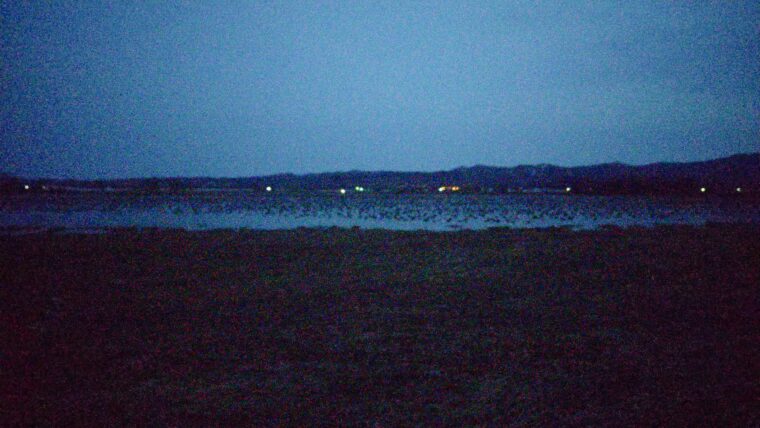 【日常とかけ離れた景色】北海道・美唄市にある宮島沼でマガンのねぐら立ちを見てきた話。