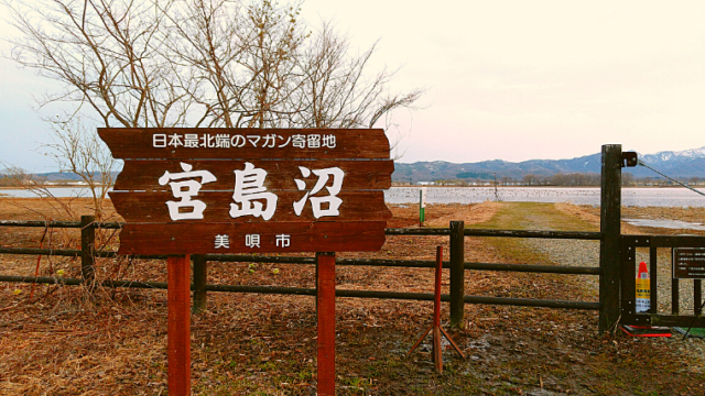 【日常とかけ離れた景色】北海道・美唄市にある宮島沼でマガンのねぐら立ちを見てきた話。