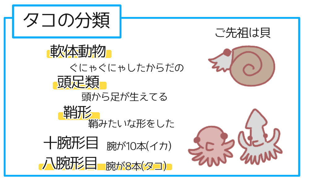 タコを飼えばタコ足を無限に食べられる?【図解雑学まとめ】 - きたうみ日誌