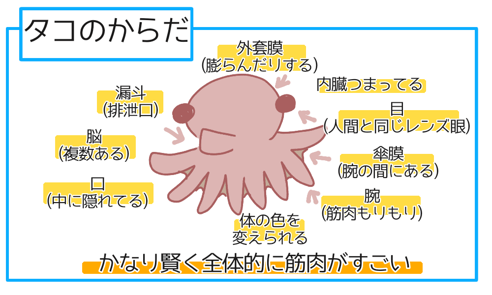 タコを飼えばタコ足を無限に食べられる?【図解雑学まとめ】 - きたうみ日誌