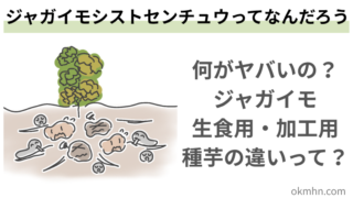 ジャガイモシストセンチュウって何?生食用輸入で北海道の種芋に影響懸念ってなんで?